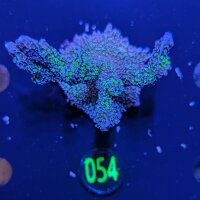 Montipora sp. - Kleinpolypige Steinkoralle Star Wars...