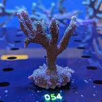 Montipora sp. - Kleinpolypige Steinkoralle Star Wars...