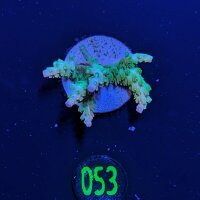 Acropora sp. - Steinkoralle Mango Garden Deutsche...