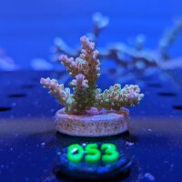 Acropora sp. - Steinkoralle Mango Garden Deutsche...