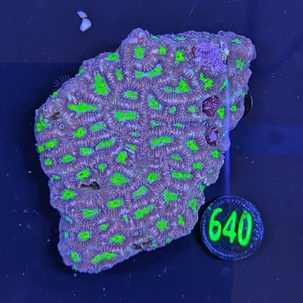 Platygyra WYSIWYG 0640