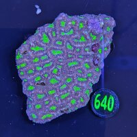 Platygyra WYSIWYG 0640