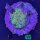 Favia sp. Multicolor WYSIWYG 0653