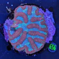 Symphyllia WYSIWYG 0656