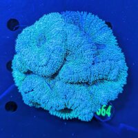 Lobophyllia WYSIWYG 0664