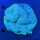 Lobophyllia WYSIWYG 0664