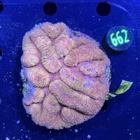 Lobophyllia sp. WYSIWYG 0662