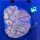 Lobophyllia sp. WYSIWYG 0662