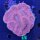 Australophyllia wilsoni WYSIWYG 0674
