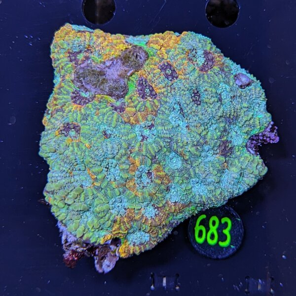 Acantastrea echinata WYSIWYG 0683