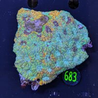 Acantastrea echinata WYSIWYG 0683