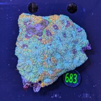Acantastrea echinata WYSIWYG 0683