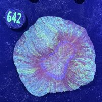 Trachyphyllia geoffroyi WYSIWYG 0642