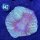 Trachyphyllia geoffroyi WYSIWYG 0642