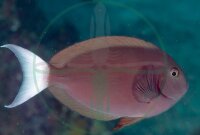 Acanthurus tompsoni - Weißschwanz Doktorfisch