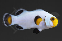 Amphiprion ocellaris - Falscher Clownfisch "Wyoming...