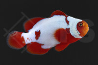 Premnas biaculeatus - Samtanemonenfisch...