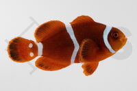 Premnas biaculeatus - Samtanemonenfisch "Gold...