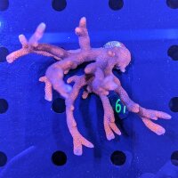 Montipora digitata - Kleinpolypige Steinkoralle Rot...
