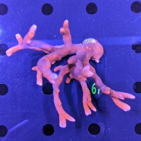 Montipora digitata - Kleinpolypige Steinkoralle Rot...