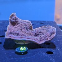 Montipora sp. - Kleinpolypige Steinkoralle Blaue Polypen...
