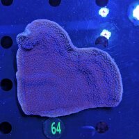 Montipora sp. - Kleinpolypige Steinkoralle Blaue Polypen...