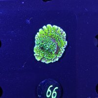 Montipora confusa - Kleinpolypige Steinkoralle Lila...
