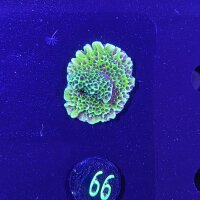 Montipora confusa - Kleinpolypige Steinkoralle Lila...