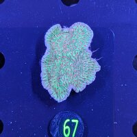 Montipora danae - Kleinpolypige Steinkoralle Chilli...