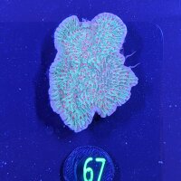 Montipora danae - Kleinpolypige Steinkoralle Chilli...