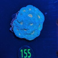 Acantastrea echinata - Hirnkoralle Grün/Orangener...