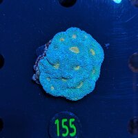 Acantastrea echinata - Hirnkoralle Grün/Orangener...