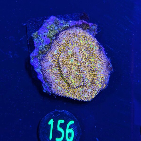 Lithophyllon sp. - Großpolypige Steinkoralle C3PO Deutsche Nachzucht 0156