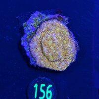 Lithophyllon sp. - Großpolypige Steinkoralle C3PO...
