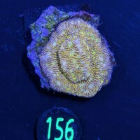 Lithophyllon sp. - Großpolypige Steinkoralle C3PO...