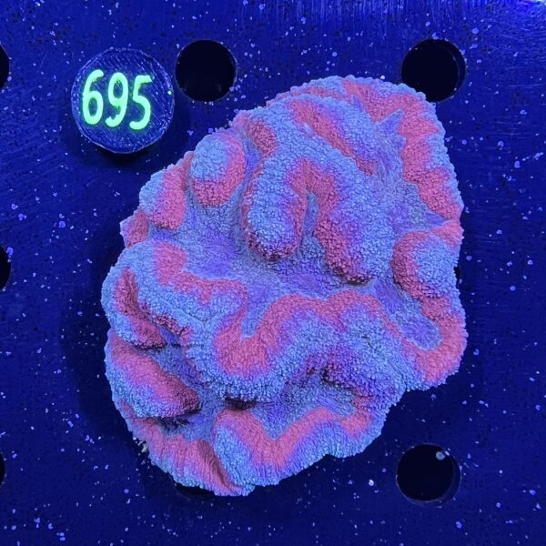 Lobophyllia WYSIWYG 0695