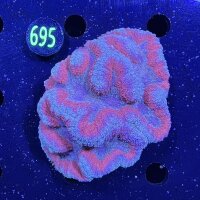 Lobophyllia WYSIWYG 0695