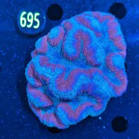 Lobophyllia WYSIWYG 0695