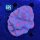 Lobophyllia WYSIWYG 0695