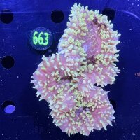 Lobophyllia sp. WYSIWYG 0663