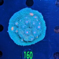 Echinophyllia sp. - Kelchkoralle Mummy Eye Deutsche...