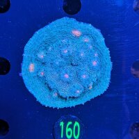 Echinophyllia sp. - Kelchkoralle Mummy Eye Deutsche...