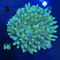 Heliofungia actiniformis WYSIWYG 0646