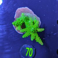 Acropora chesterfieldensis - Steinkoralle Deutsche...