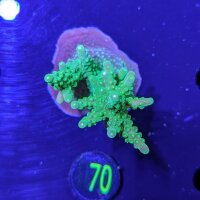 Acropora chesterfieldensis - Steinkoralle Deutsche...