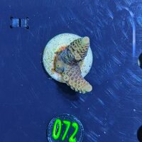 Acropora spathulata - Steinkoralle Deutsche Nachzucht 0072