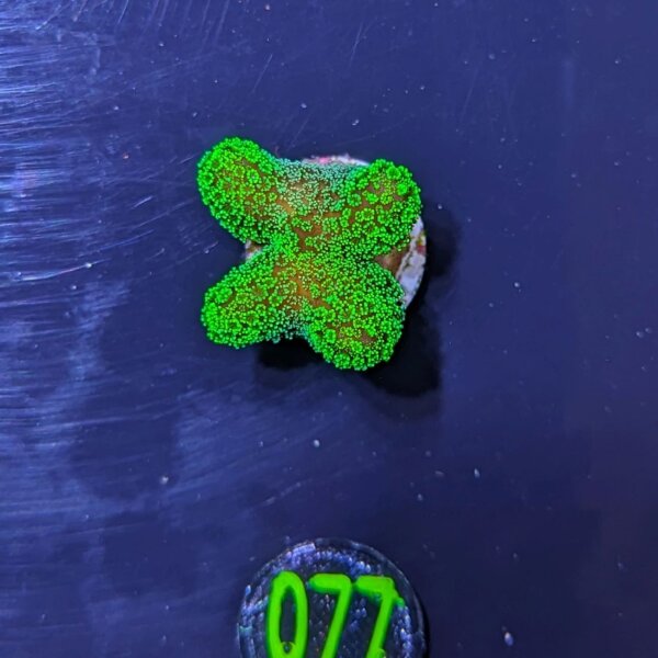 Stylophora pistillata - Fingerkoralle neongrün Deutsche Nachzucht 0077