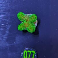 Stylophora pistillata - Fingerkoralle neongrün...