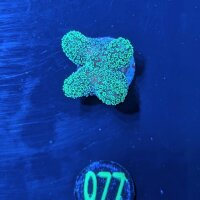 Stylophora pistillata - Fingerkoralle neongrün...