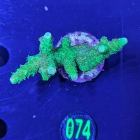 Acropora specifera - Steinkoralle Deutsche Nachzucht 0074